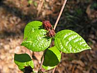 sweet shrub